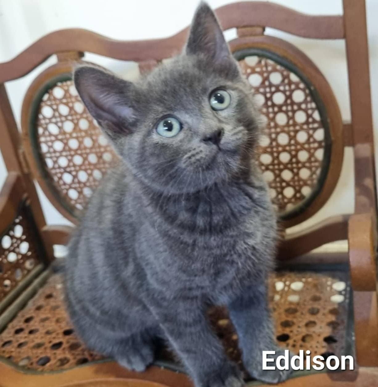 Eddison Eddison